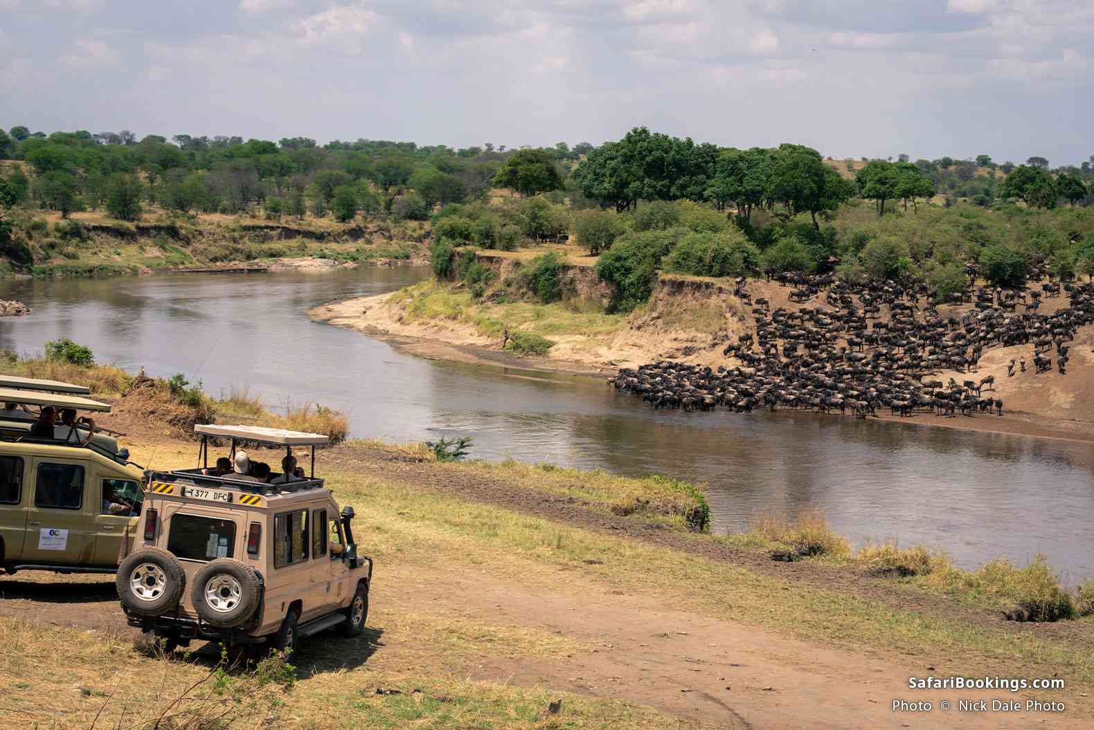 Travelers watch wildebeest river crossing from safari vehicles, Serengeti National Park