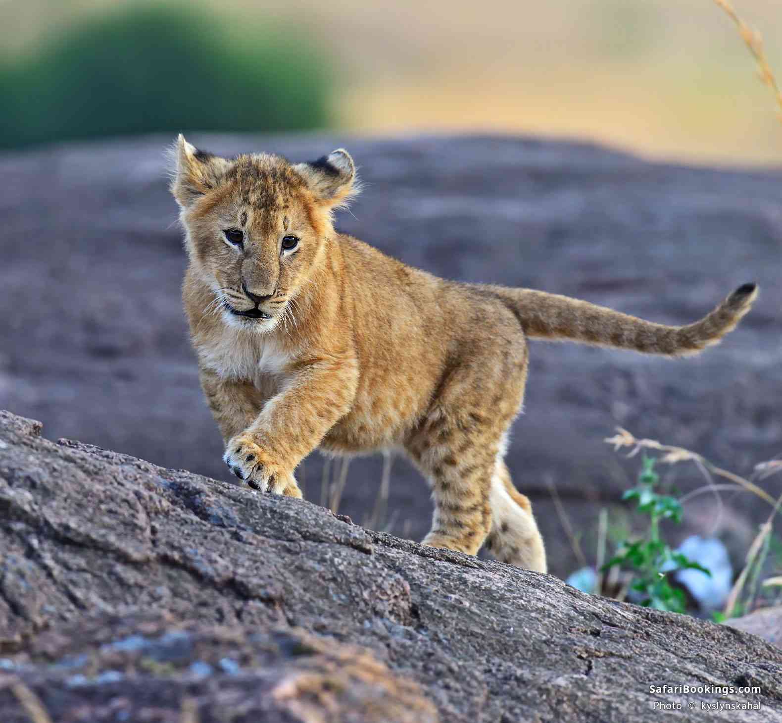 Lion cub in Masai Mara National Reserve