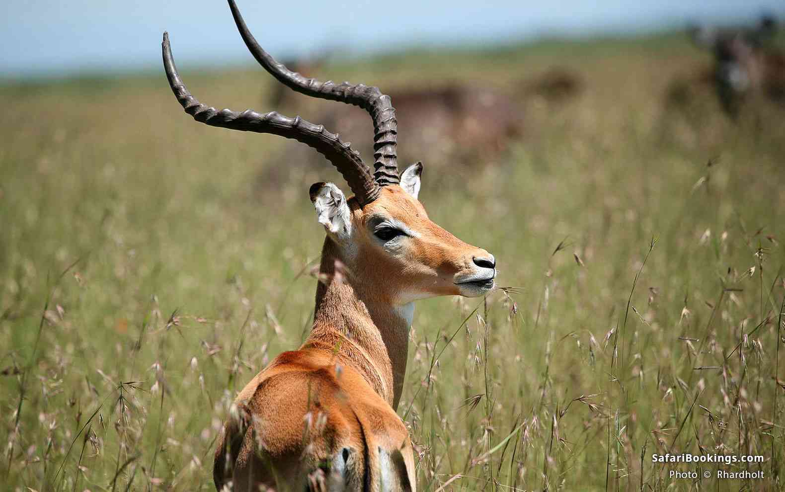 Male impala in Masai Mara National Reserve