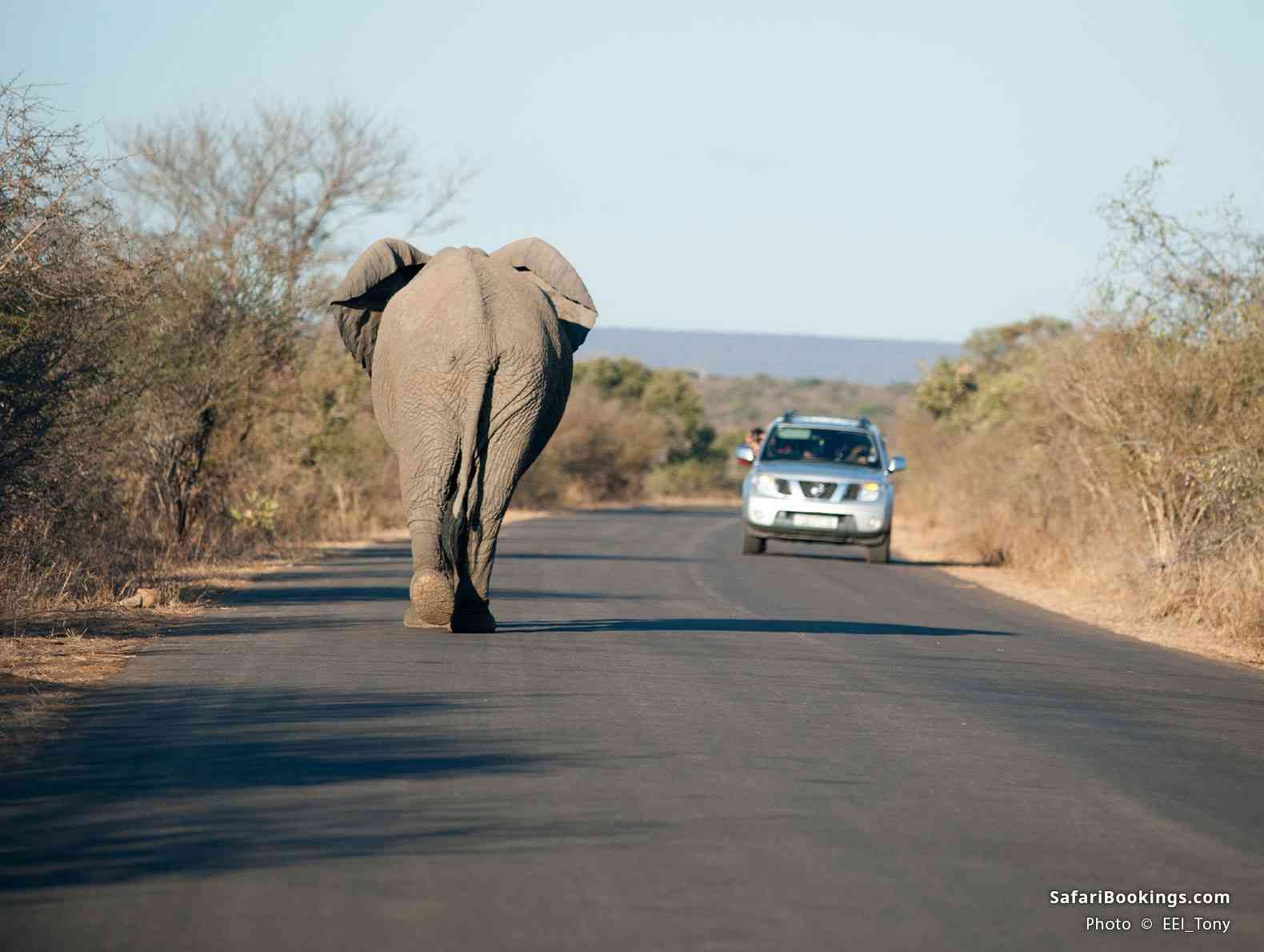 Elephant walking past a car in Kruger National Park