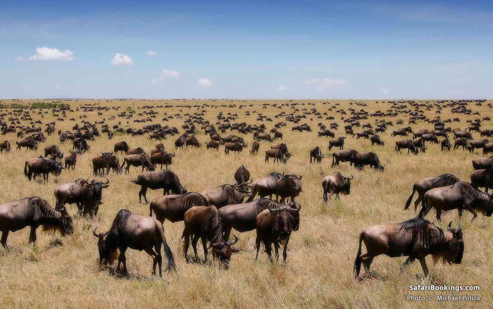 Thousands of wildebeests grazing in Masai Mara National Reserve