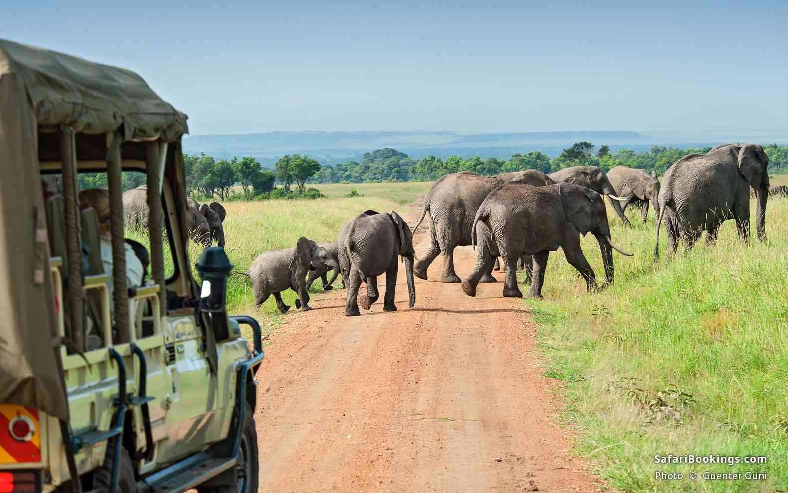 Elephant crossing the road in front of a safari vehicle in Masai Mara National Reserve