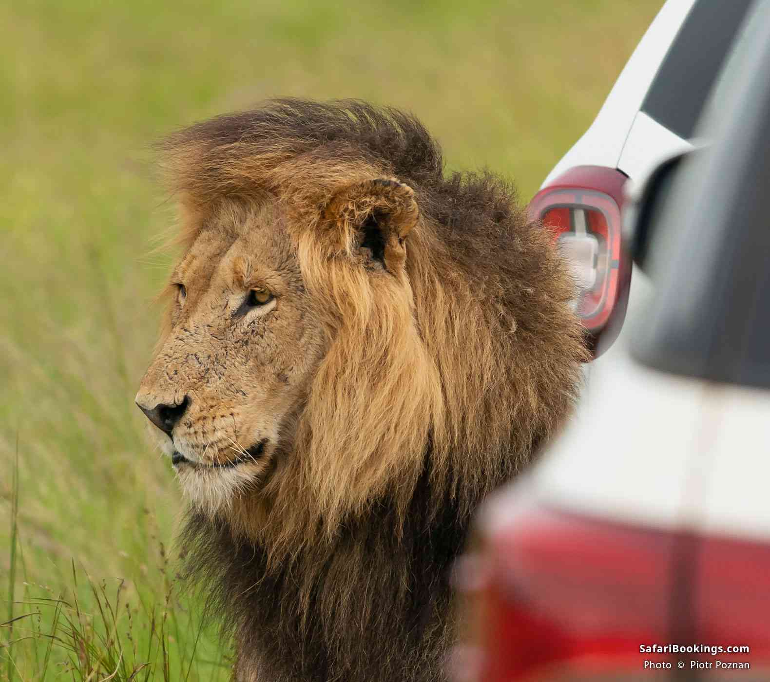 Lion standing aside tourist cars in Kruger National Park