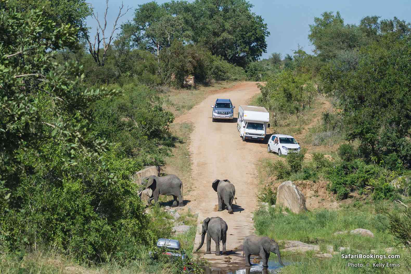 Elephants causing a road block at a low level bridge in Kruger National Park