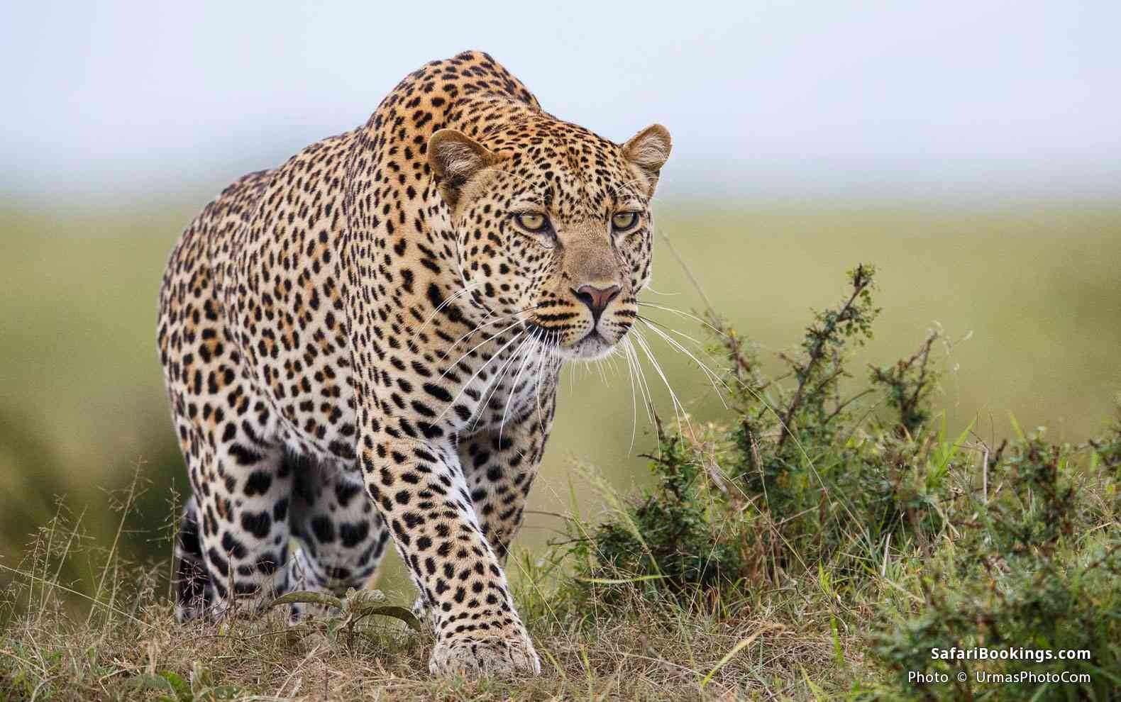 Leopard hunting in Masai Mara National Reserve