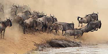 Top Rated Safari Tour Operators: Kenya