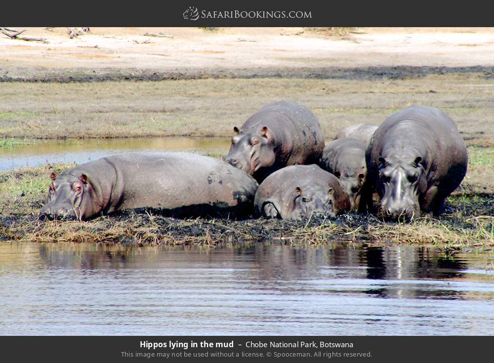 Hippos lying in the mud in Chobe National Park, Botswana