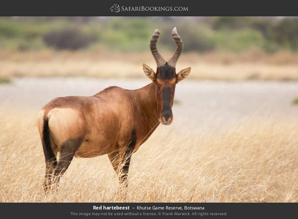 Red hartebeest in Khutse Game Reserve, Botswana