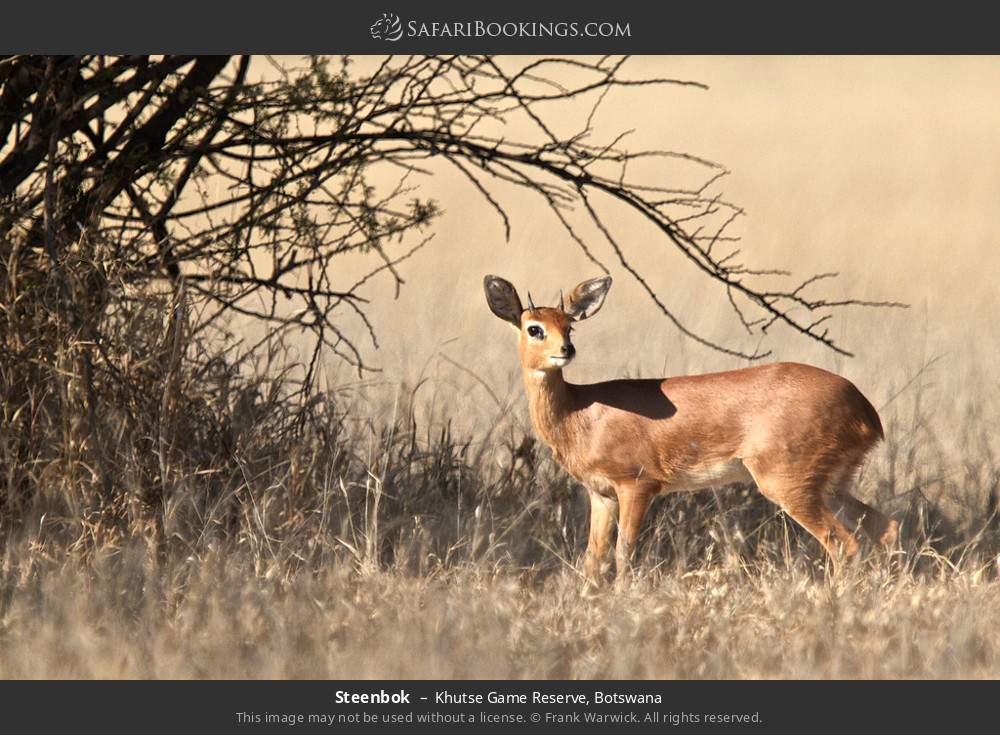 Steenbok in Khutse Game Reserve, Botswana