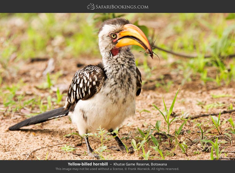 Southern yellow-billed hornbill in Khutse Game Reserve, Botswana