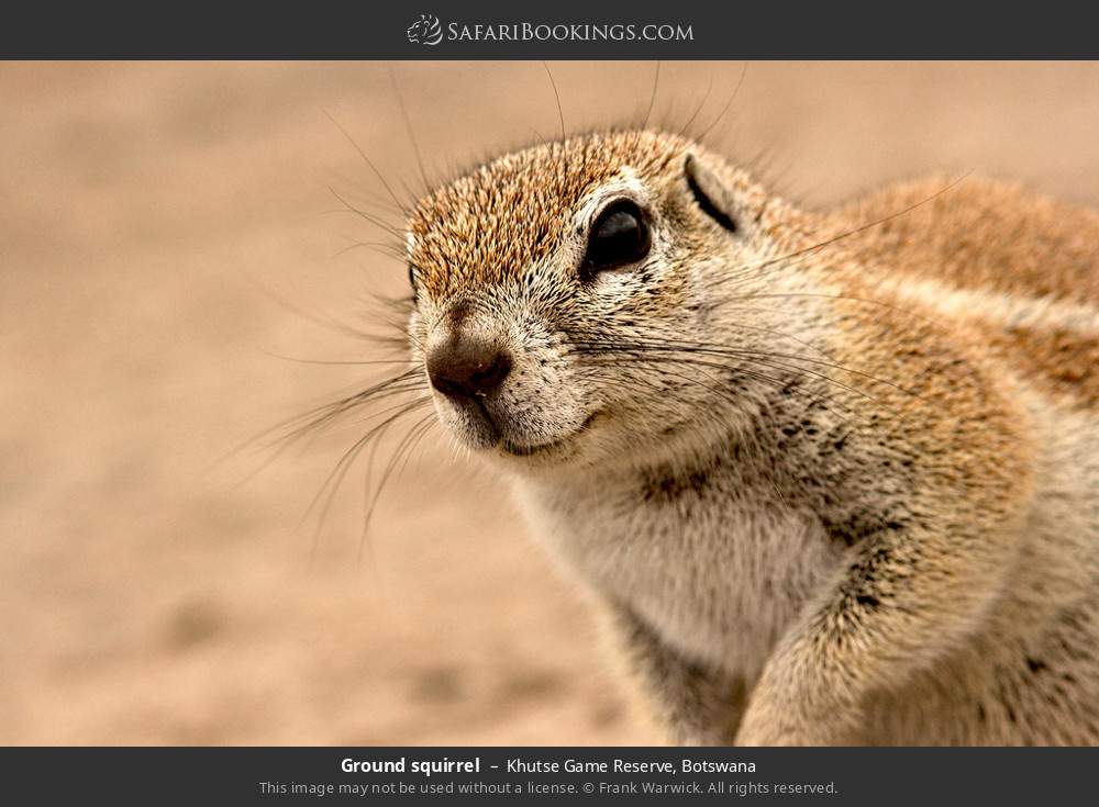 Ground squirrel in Khutse Game Reserve, Botswana
