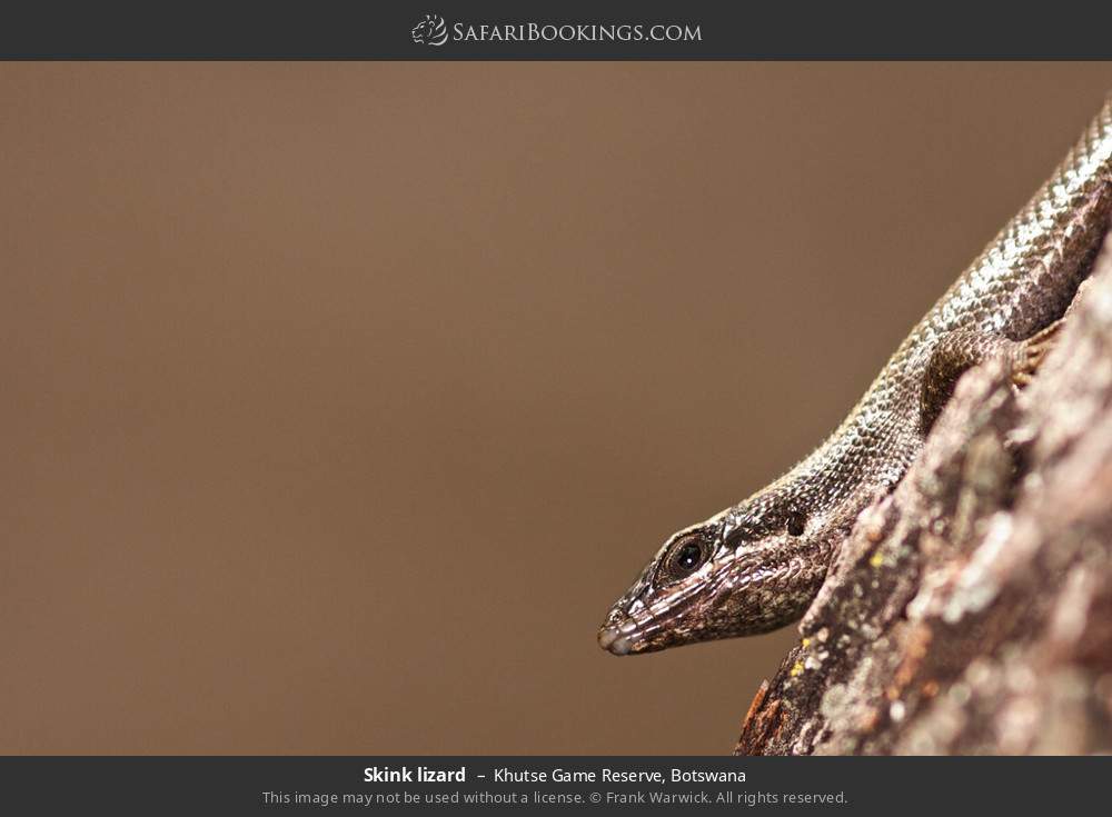 Skink lizard in Khutse Game Reserve, Botswana