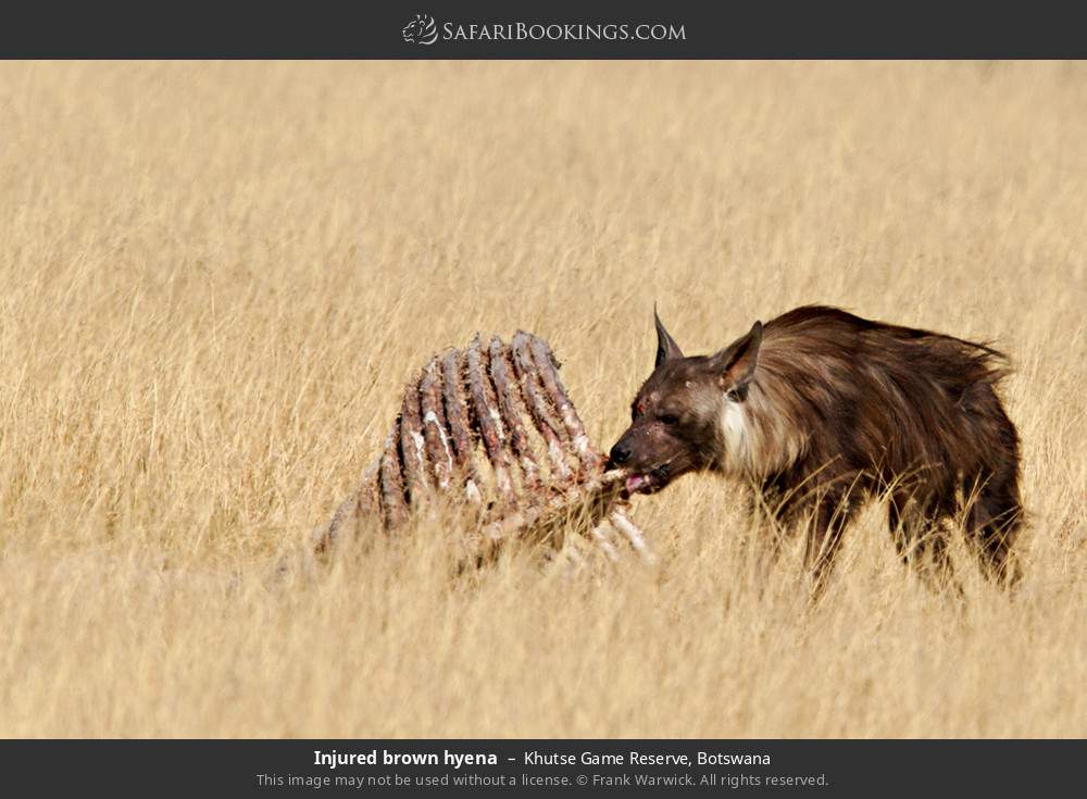 Injured brown hyena in Khutse Game Reserve, Botswana