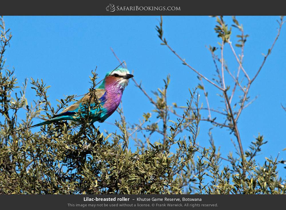 Lilac-breasted roller in Khutse Game Reserve, Botswana