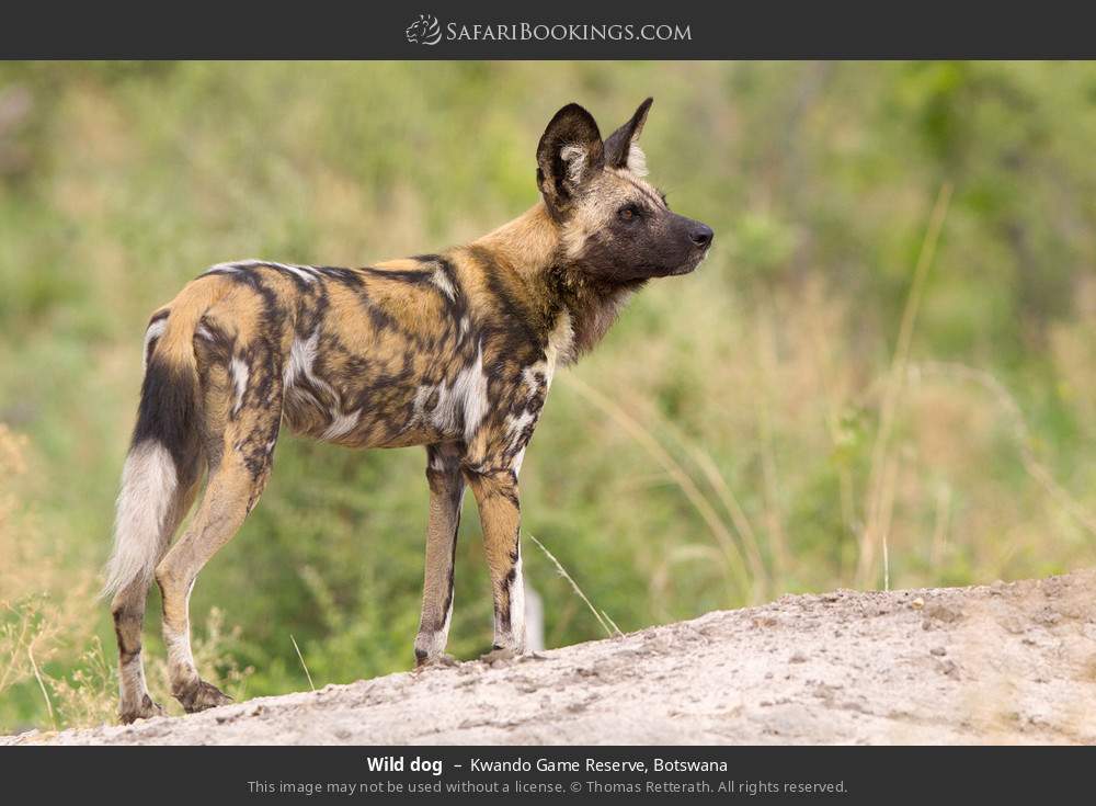 Wild dog in Kwando Concession, Botswana
