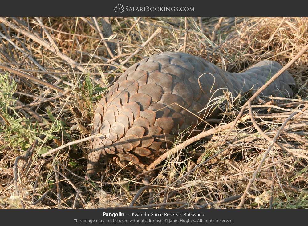 Pangolin in Kwando Concession, Botswana
