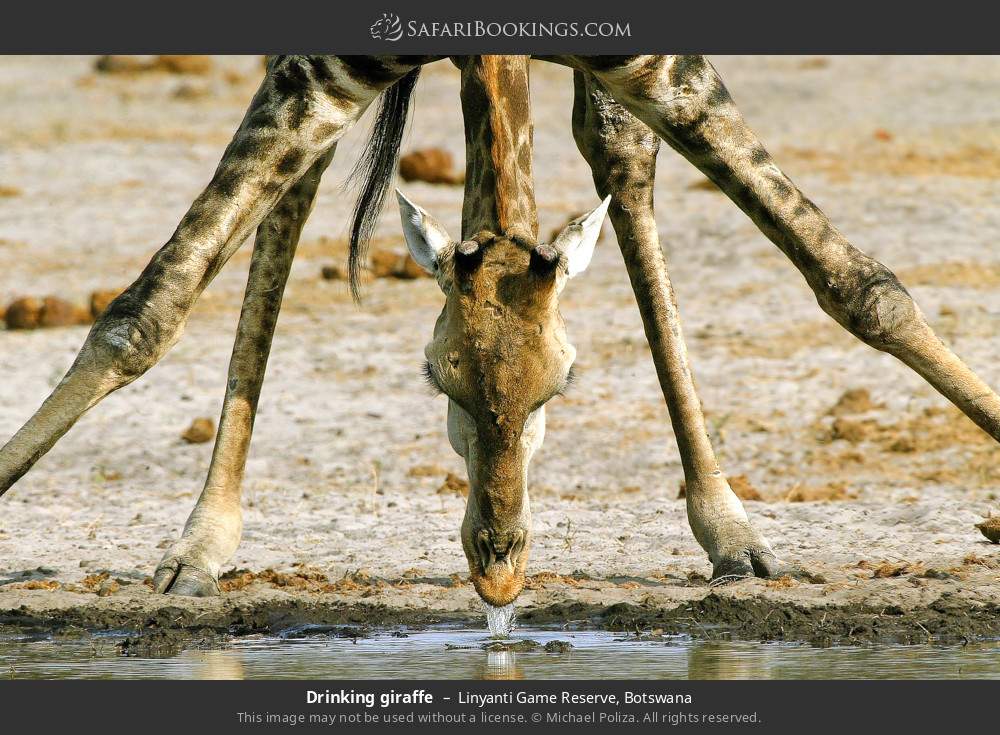 Drinking giraffe in Linyanti Concession, Botswana