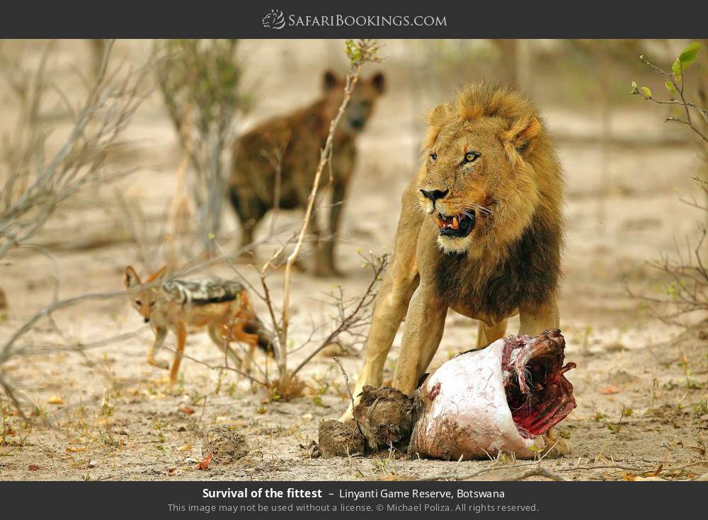 Survival of the fittest in Linyanti Concession, Botswana