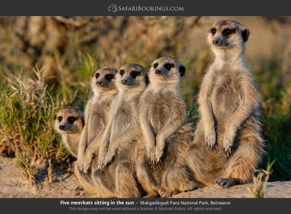 Five meerkats sitting in the sun in Makgadikgadi Pans National Park, Botswana