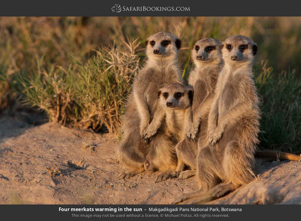Four meerkats warming in the sun in Makgadikgadi Pans National Park, Botswana