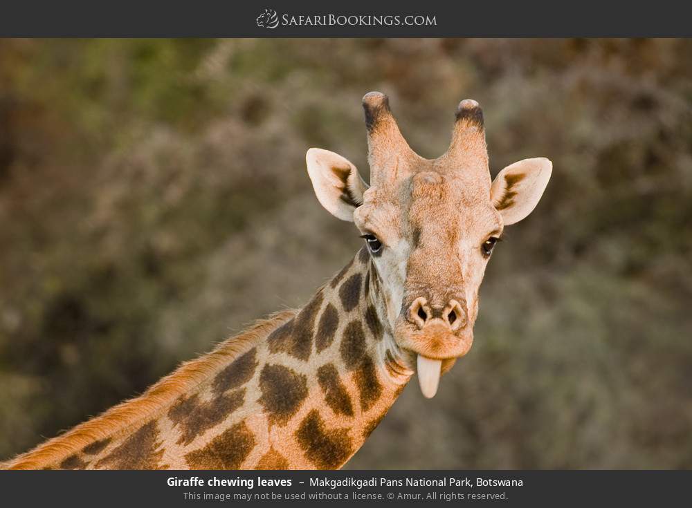 Giraffe chewing leaves in Makgadikgadi Pans National Park, Botswana