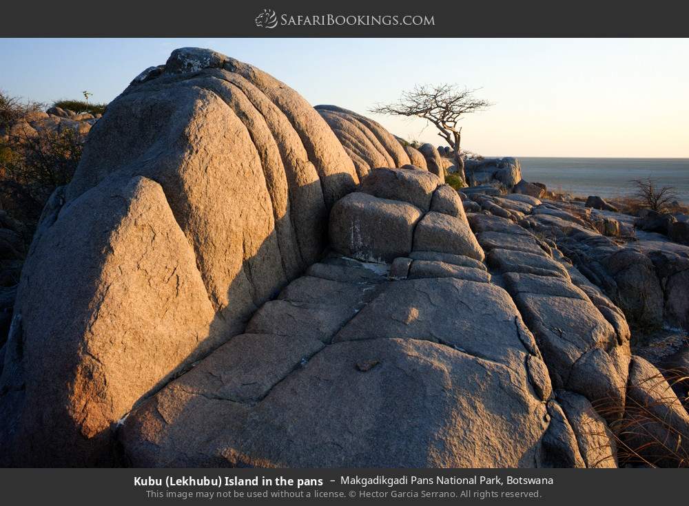 Kubu (Lekhubu) Island in the pans in Makgadikgadi Pans National Park, Botswana