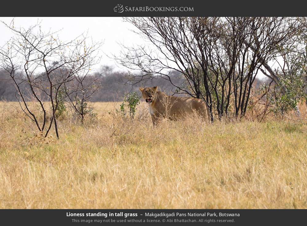 Lioness standing in tall grass in Makgadikgadi Pans National Park, Botswana