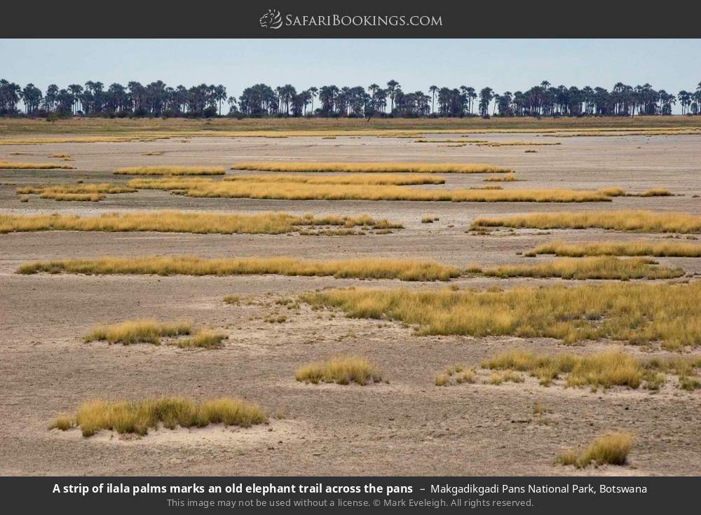 A strip of ilala palms marks an old elephant trail across the pans in Makgadikgadi Pans National Park, Botswana
