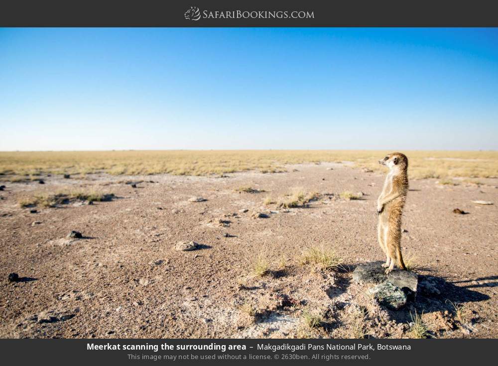 Meerkat scanning the surrounding area in Makgadikgadi Pans National Park, Botswana