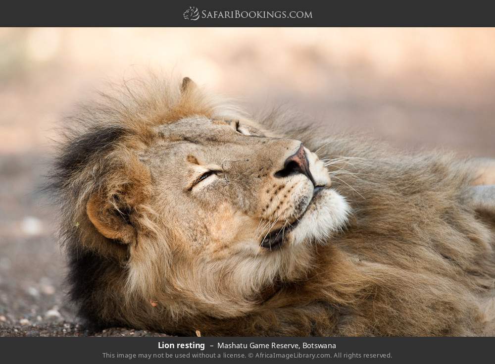 Lion resting in Mashatu Game Reserve, Botswana