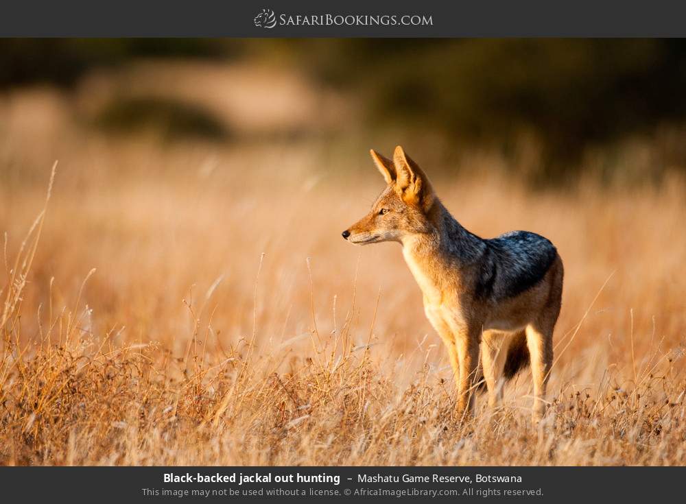 Black-backed jackal hunting in Mashatu Game Reserve, Botswana