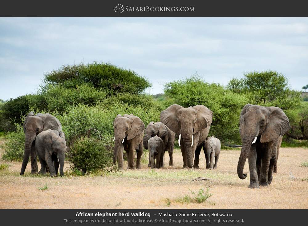 A herd of African elephants walking in Mashatu Game Reserve, Botswana