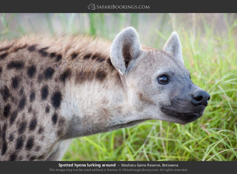 Spotted hyena in Mashatu Game Reserve, Botswana