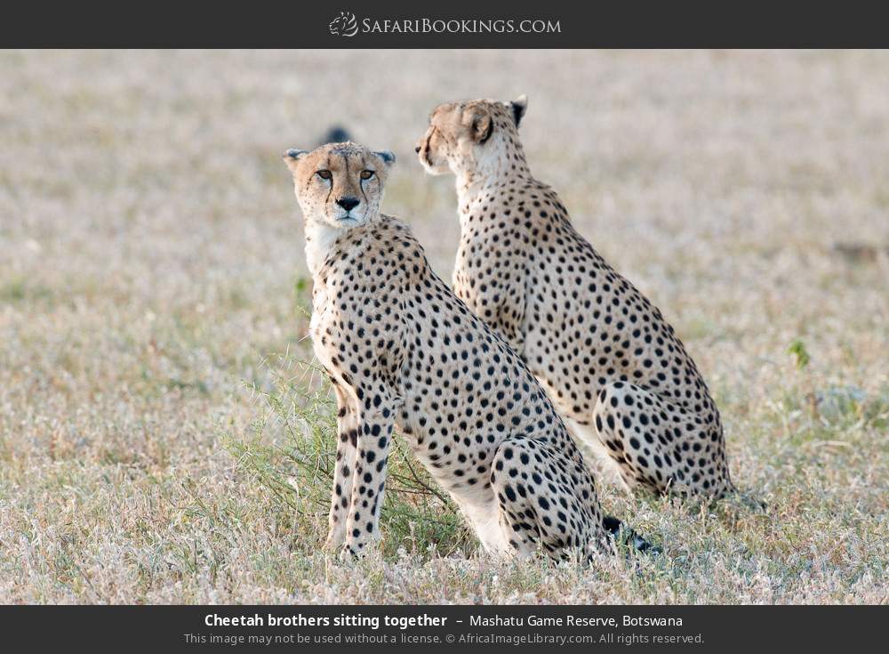 Cheetah brothers sitting together in Mashatu Game Reserve, Botswana