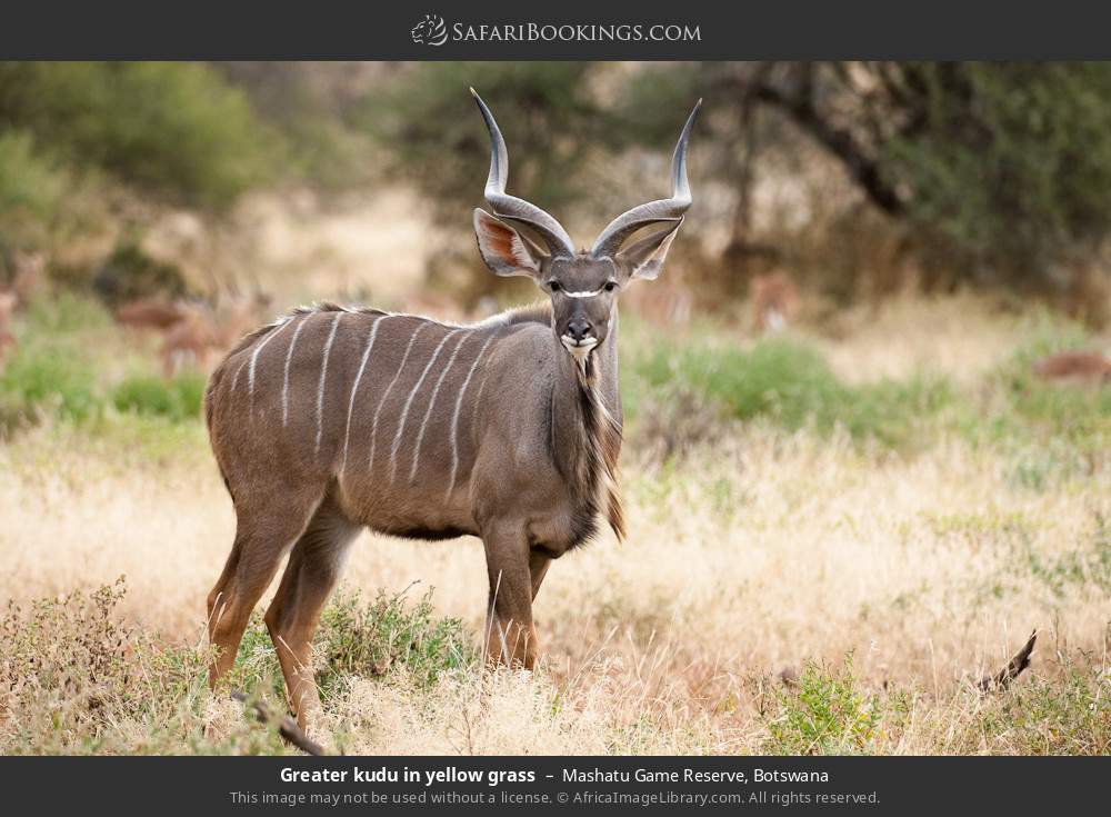Greater kudu in yellow grass in Mashatu Game Reserve, Botswana