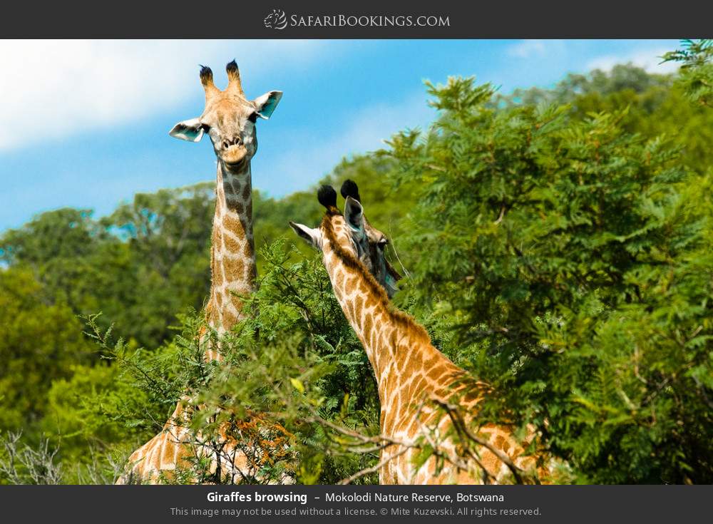 Giraffes browsing in Mokolodi Nature Reserve, Botswana