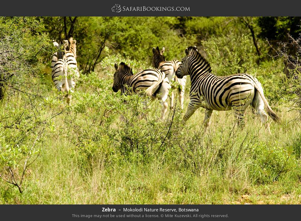 Zebras in Mokolodi Nature Reserve, Botswana