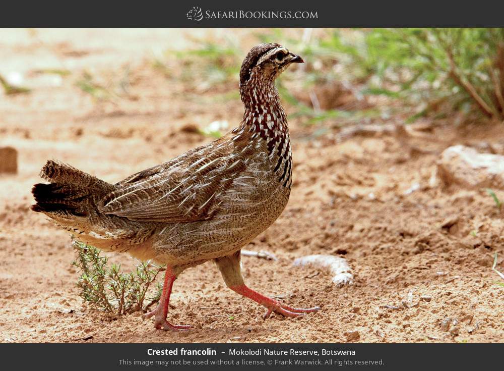 Crested francolin in Mokolodi Nature Reserve, Botswana