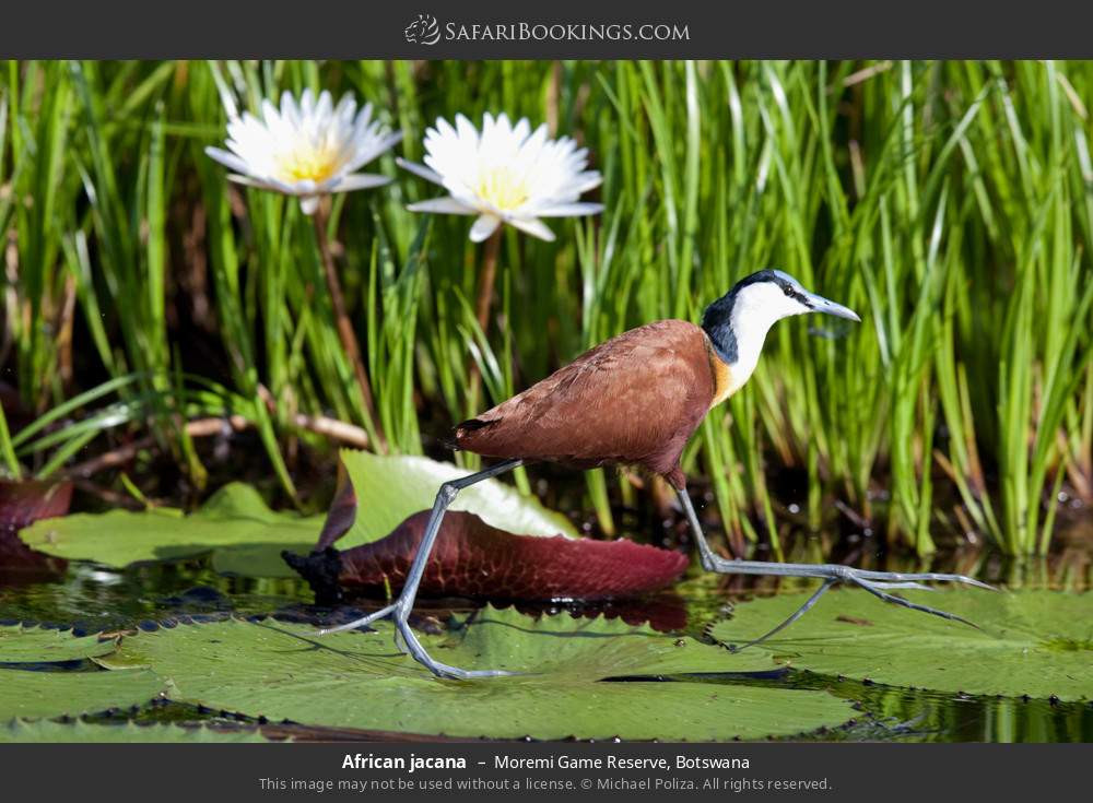 African jacana in Moremi Game Reserve, Botswana
