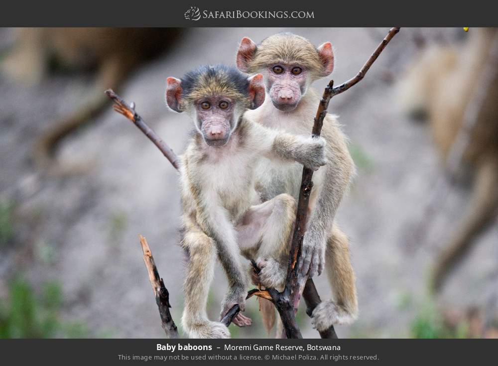 Baby baboons in Moremi Game Reserve, Botswana