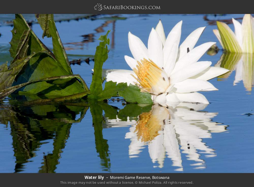 Water lily in Moremi Game Reserve, Botswana