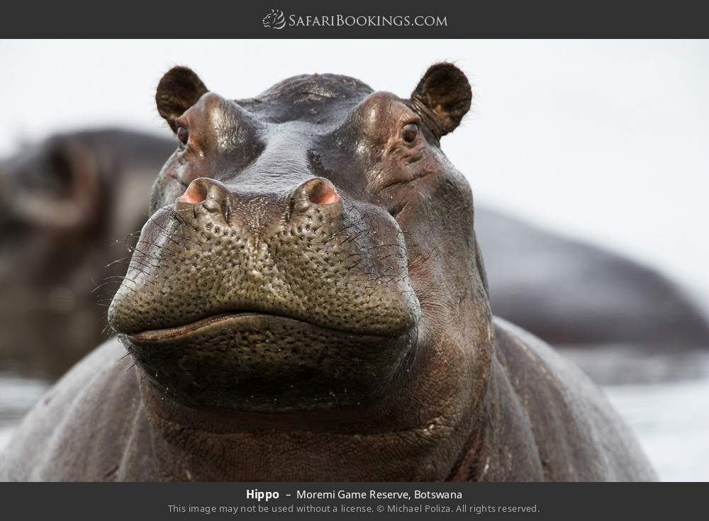 Hippo in Moremi Game Reserve, Botswana