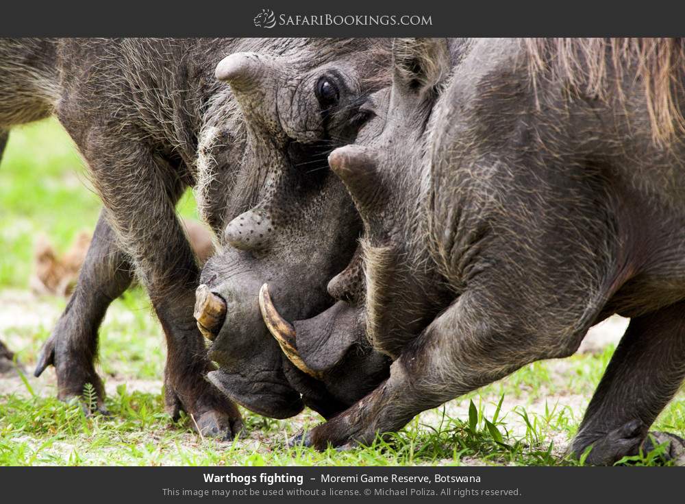 Warthogs fighting in Moremi Game Reserve, Botswana