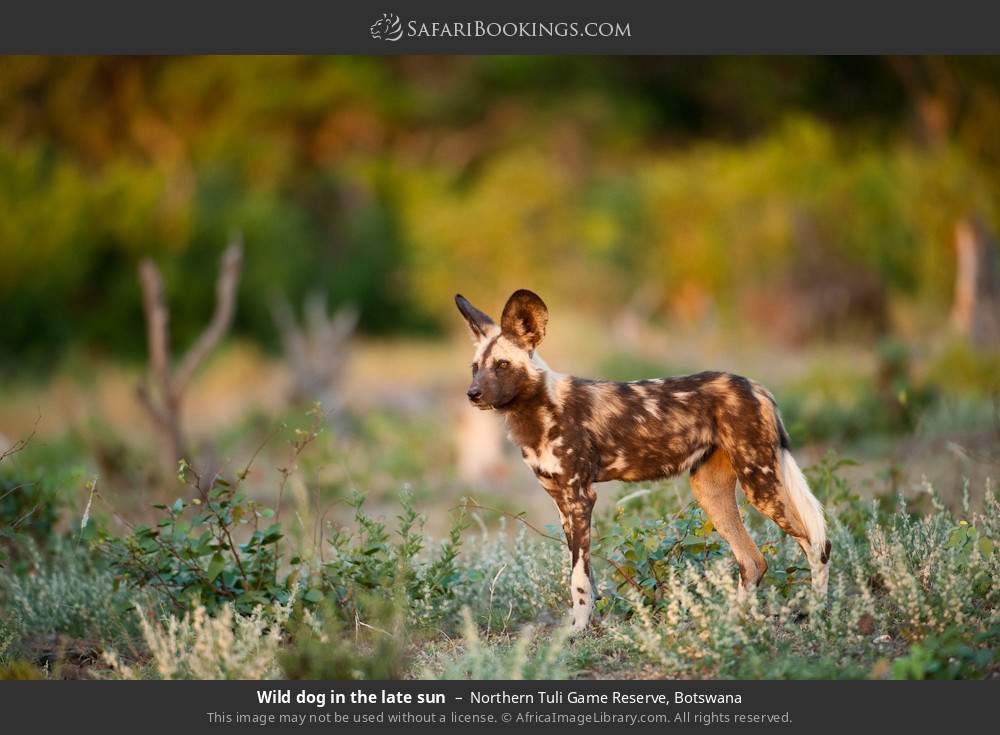 Wild dog in the late sun in Northern Tuli Game Reserve, Botswana