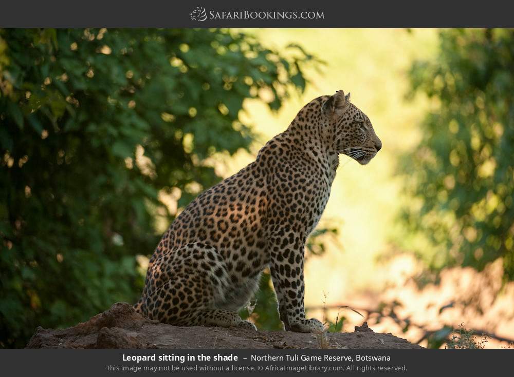 Leopard sitting in the shade in Northern Tuli Game Reserve, Botswana