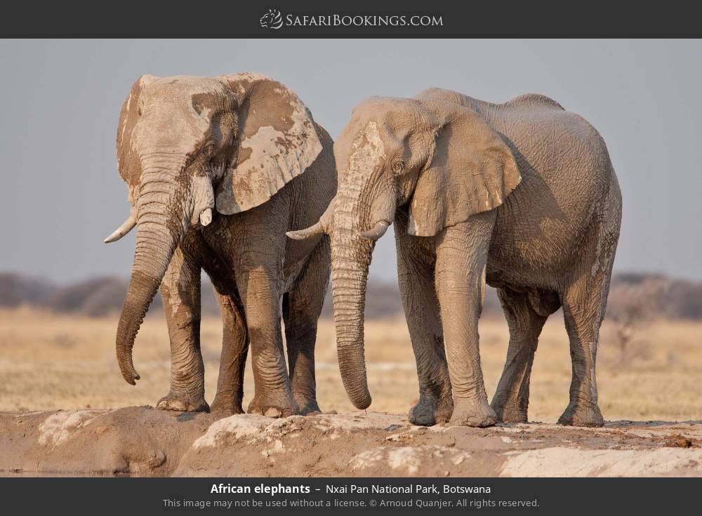 African elephants in Nxai Pan National Park, Botswana