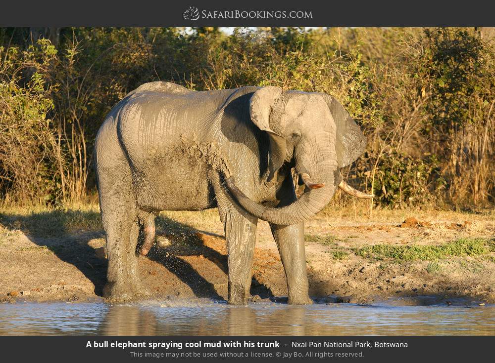 A bull elephant spraying cool mud with his trunk in Nxai Pan National Park, Botswana