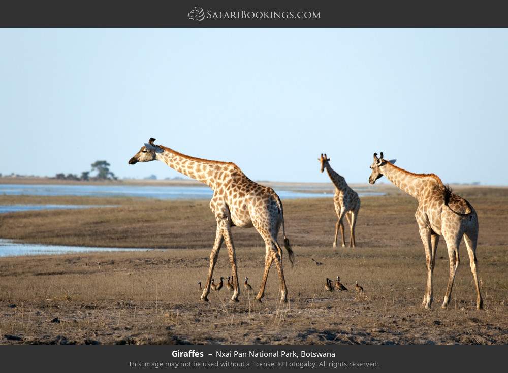 Giraffes in Nxai Pan National Park, Botswana