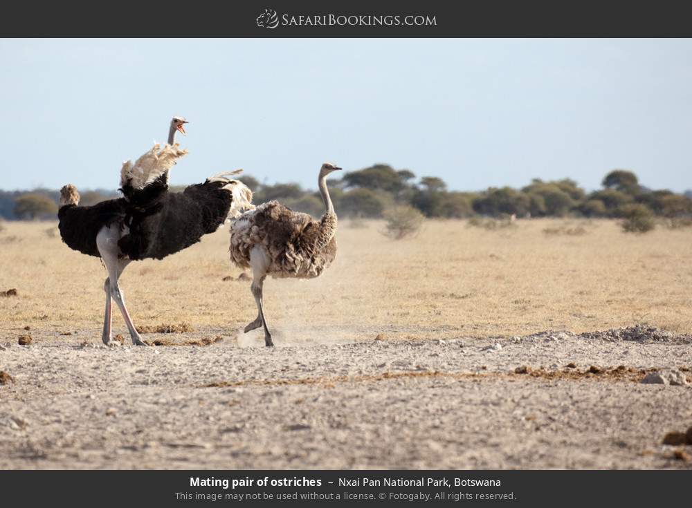 Mating pair of ostriches in Nxai Pan National Park, Botswana