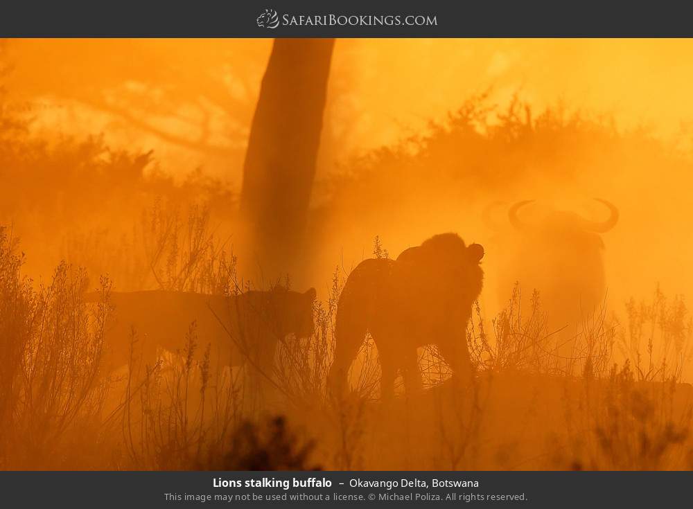 Lions stalking buffalo in Okavango Delta, Botswana